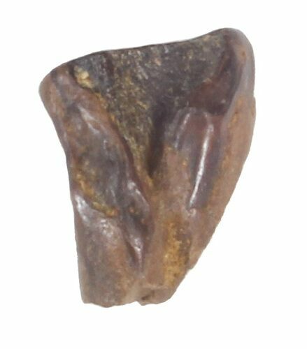 Triceratops Shed Tooth - Montana #41274